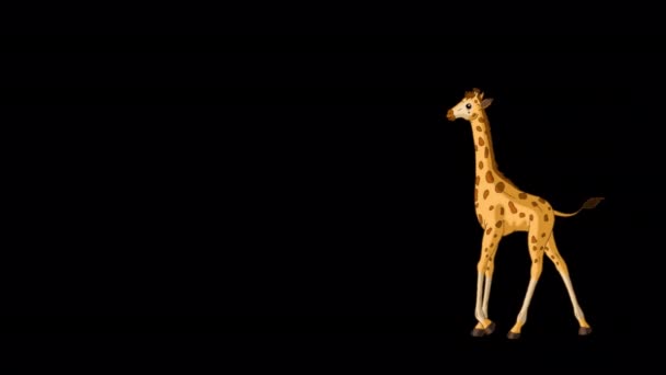 Küçük Bebek Zürafa Ileri Geri Yürür Yapımı Görüntüler Alfa Kanalı — Stok video
