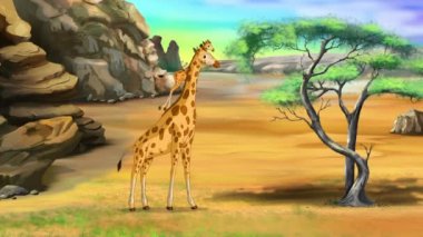 Güneşli bir günde bozkırda Afrika zürafaları. El yapımı HD animasyon görüntüleri