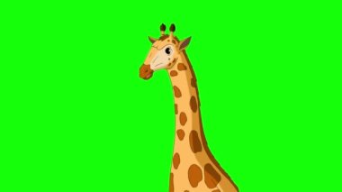 Büyük zürafa yakın plan. El yapımı animasyon 4K görüntüler yeşil ekranda izole edildi