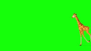 Küçük bebek zürafa ileri geri koşuyor. El yapımı animasyon 4K görüntüler yeşil ekranda izole edildi