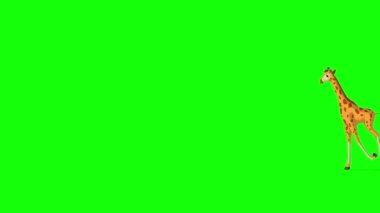 Küçük bebek zürafa bir ileri bir geri koşuyor. El yapımı animasyon 4K görüntüler yeşil ekranda izole edildi