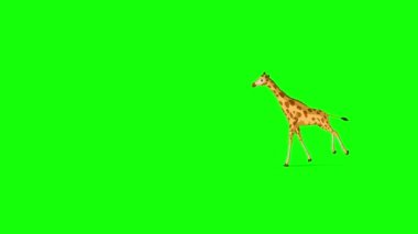 Büyük zürafa koşar ve uzun mesafeli atışları durdurur. El yapımı animasyon 4K görüntüler yeşil ekranda izole edildi