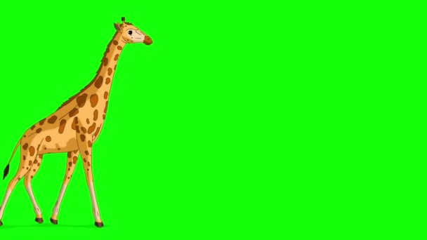 Grote Giraffe Gaat Stopt Chroma Sleutel Volledig Schot Handgemaakte Geanimeerde — Stockvideo