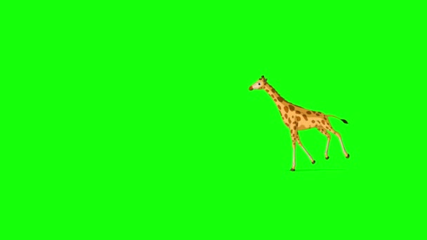 Große Giraffe Läuft Hin Und Her Extreme Weitschuss Handgemachtes Animiertes — Stockvideo