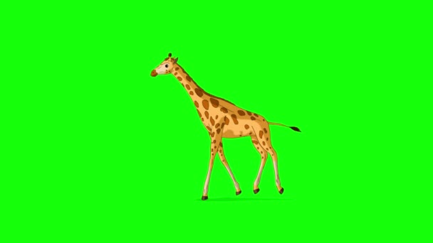 Grote Giraffe Rent Stopt Gok Handgemaakte Geanimeerde Beelden Geïsoleerd Groen — Stockvideo