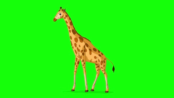 Grote Giraffe Eet Gras Handgemaakte Geanimeerde Beelden Geïsoleerd Groen Scherm — Stockvideo