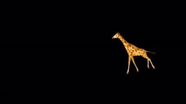 Büyük zürafa koşar ve uzun mesafeli atışları durdurur. El yapımı animasyon 4K görüntüleri alfa kanalı ile izole edildi