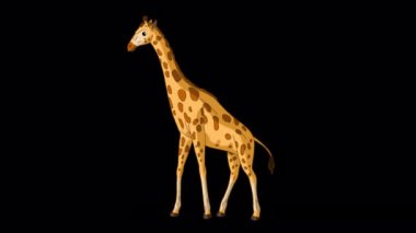 Koca zürafa çimenleri tek atışta yer. El yapımı animasyon 4K görüntüleri alfa kanalı ile izole edildi