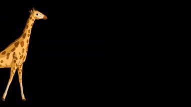Koca zürafa gelir ve ot yer. El yapımı animasyon 4K görüntüleri alfa kanalı ile izole edildi
