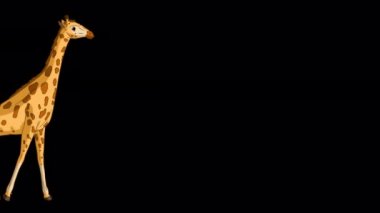 Koca zürafa gelir ve yaprakları tek atışta yer. El yapımı animasyon 4K görüntüleri alfa kanalı ile izole edildi