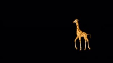 Küçük bebek zürafa ileri geri yürür. El yapımı animasyon 4K görüntüleri alfa kanalı ile izole edildi