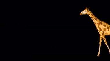 Koca zürafa ileri geri koşuyor. El yapımı animasyon 4K görüntüleri alfa kanalı ile izole edildi