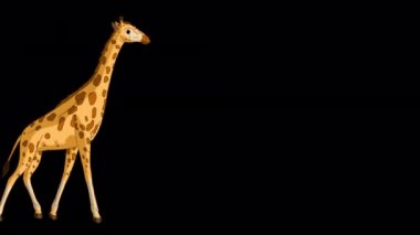 Koca zürafa gidip alfa matte atışını durdurdu. El yapımı animasyon 4K görüntüleri alfa kanalı ile izole edildi