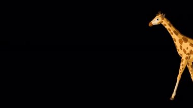 Koca zürafa koşar ve şutu durdurur. El yapımı animasyon 4K görüntüleri alfa kanalı ile izole edildi