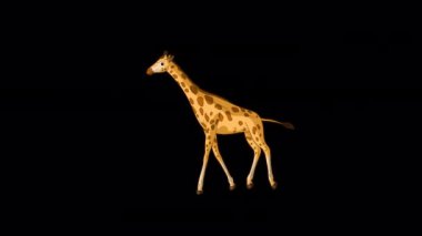 Büyük zürafa koşar ve uzun atışları durdurur. El yapımı animasyon 4K görüntüleri alfa kanalı ile izole edildi