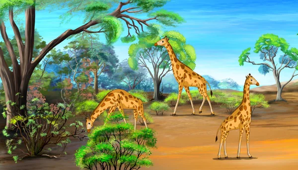 一群长颈鹿在热带草原阳光明媚的夏日放牧 数字绘画卡通风格全彩插图 — 图库照片