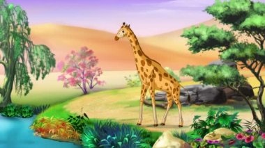 Güneşli bir günde bozkırda Afrika zürafaları. El yapımı 4K animasyon görüntüleri