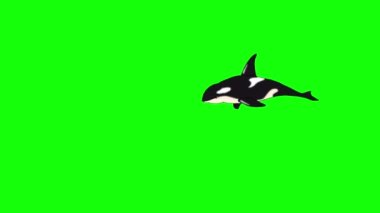 Katil balina suyun altında. El yapımı animasyon 4K görüntüler yeşil ekranda izole edildi