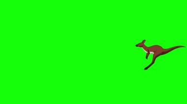 Avustralyalı kanguru uzun mesafe koşusu. El yapımı animasyon 4K görüntüler yeşil ekranda izole edildi