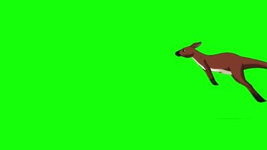 Avustralya kangurusu işletiyorum. El yapımı animasyon 4K görüntüler yeşil ekranda izole edildi