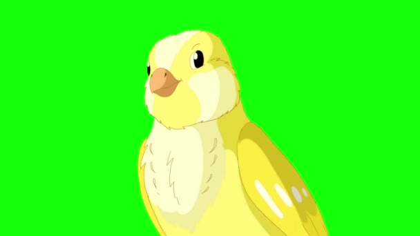 Singing Yellow Canary Close Handmade Animated Looped Footage Isolated Green — Vídeo de Stock
