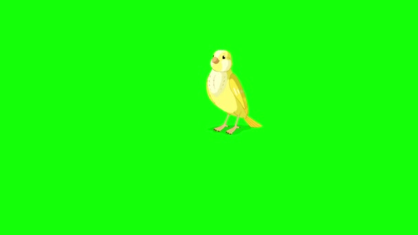 Yellow Canary Handmade Animated Looped Footage Isolated Green Screen — 비디오