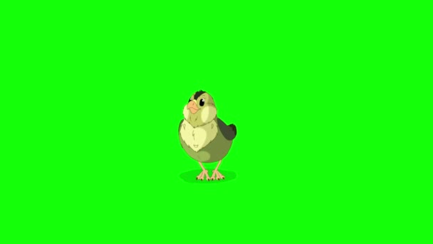 Yellow Canary Chick Handmade Animated Looped Footage Isolated Green Screen — Vídeo de stock