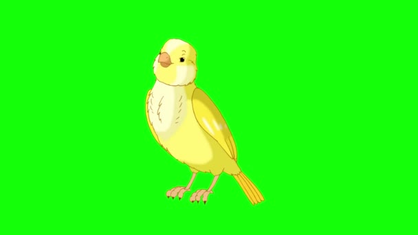 Yellow Canary Twittering Handmade Animated Looped Footage Isolated Green Screen — 비디오