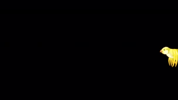 Літаюча Жовта Канарка Довгим Видом Анімовані Кадри Ручної Роботи Ізольовані — стокове відео