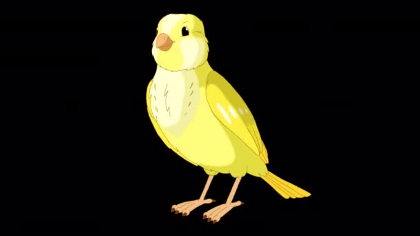 Yellow Canary Pecks Grain Handmade Animated Looped Footage Isolated Alpha — Video Stock