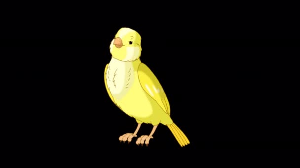 Yellow Canary Twittering Handmade Animated Looped Footage Isolated Alpha Channel — Video Stock