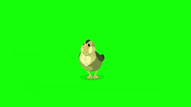 Sarı kanarya piliç. Yeşil ekranda izole edilmiş el yapımı 4K görüntüler