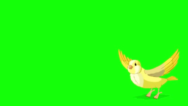 Yellow Canary Takes Flies Handmade Animated Looped Footage Isolated Green — Stock video