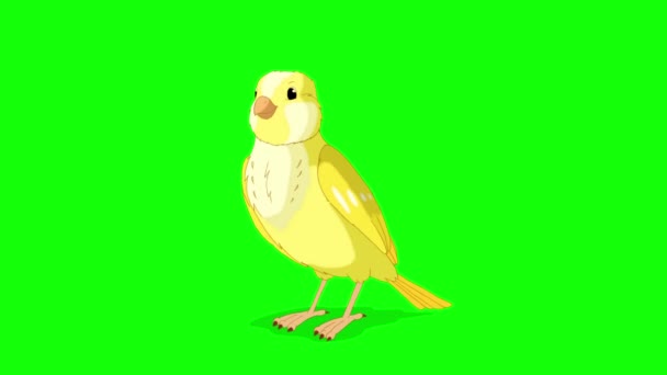 Yellow Canary Bows Handmade Animated Looped Footage Isolated Green Screen — Stockvideo