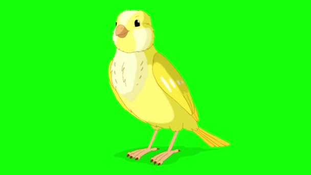 Yellow Canary Pecks Grain Handmade Animated Looped Footage Isolated Green — Vídeo de Stock