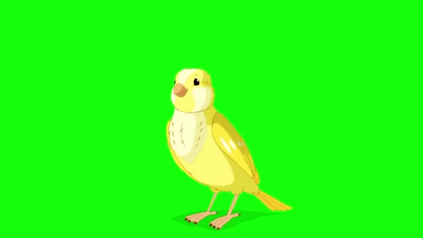 Singing Yellow Canary Handmade Animated Looped Footage Isolated Green Screen — Video Stock