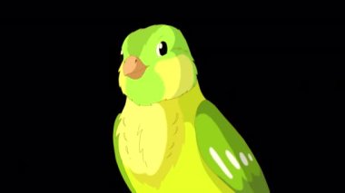 Şarkı söyleyen yeşil kanarya yakın plan. Alfa kanalında el yapımı HD görüntüler izole edildi