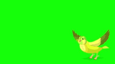 Green canary takes off and flies. Handmade animated looped 4K footage isolated on green screen