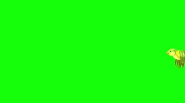 Uçan Yeşil Kanarya uzun görüşlü. Yeşil ekranda izole edilmiş el yapımı 4K görüntüler
