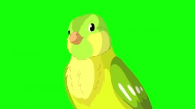 Singing Green canary close-up. Handmade animated looped 4K footage isolated on green screen
