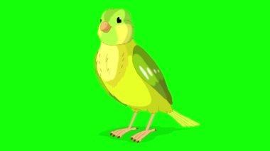 Green canary pecks grain. Handmade animated looped 4K footage isolated on green screen
