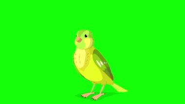 Singing Green canary. Handmade animated looped 4K footage isolated on green screen