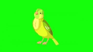 Green canary twittering. Handmade animated looped 4K footage isolated on green screen