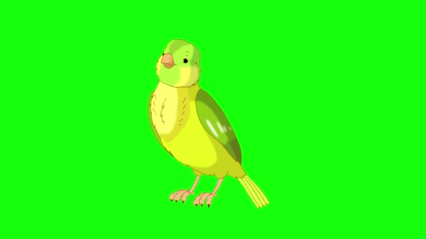 Green Canary Twittering Handmade Animated Looped Footage Isolated Green Screen — Stockvideo