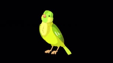 Green canary twittering. Handmade animated looped 4K footage isolated on alpha channel
