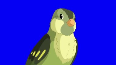Singing Green wood warber bird close-up. Handmade animated looped HD footage isolated on blue color screen