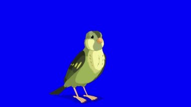Singing Green wood warber bird. Handmade animated looped HD footage isolated on blue color screen