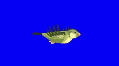 Green wood warber bird flies. Handmade animated looped HD footage isolated on blue color screen