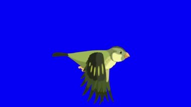 Green forest bird flies. Handmade animated looped 4K footage isolated on blue color screen