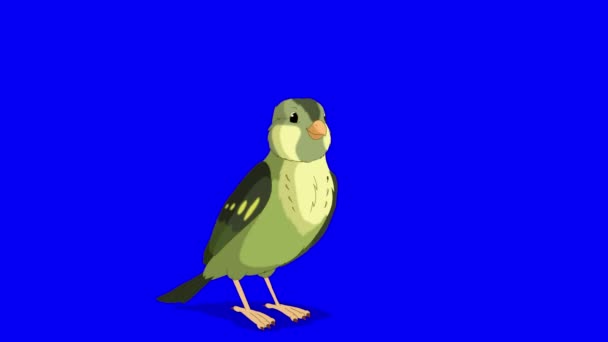 Singing Green Forest Bird Handmade Animated Looped Footage Isolated Blue — Stockvideo